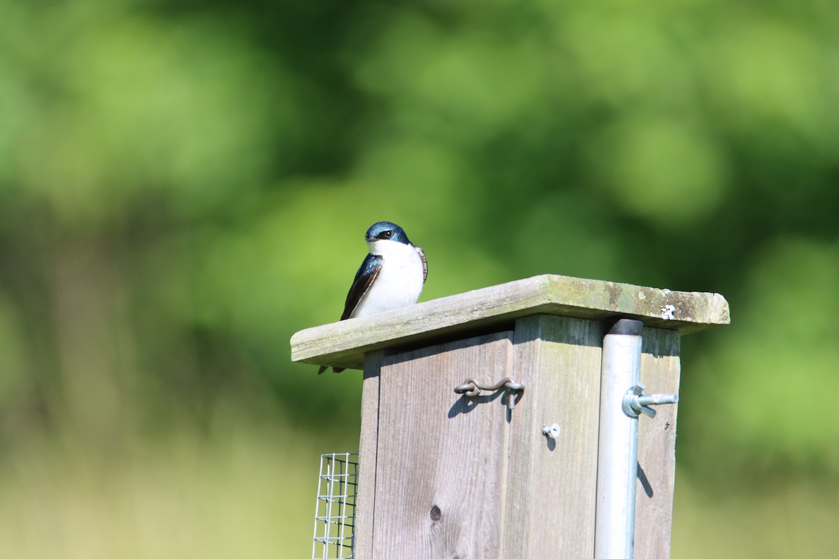 Tree Swallow - ML619933623