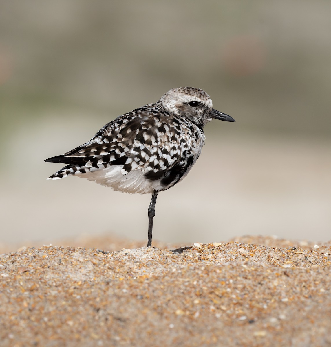 Black-bellied Plover - ML619933625