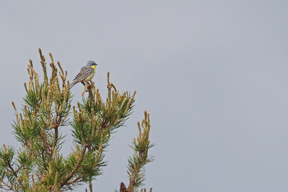 Kirtland's Warbler - ML619933646