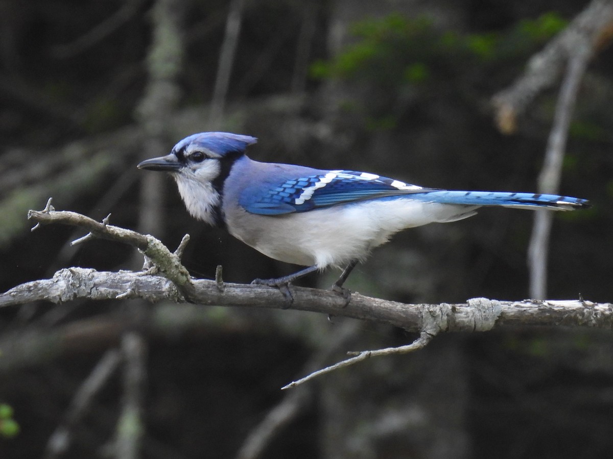 Blue Jay - ML619933647