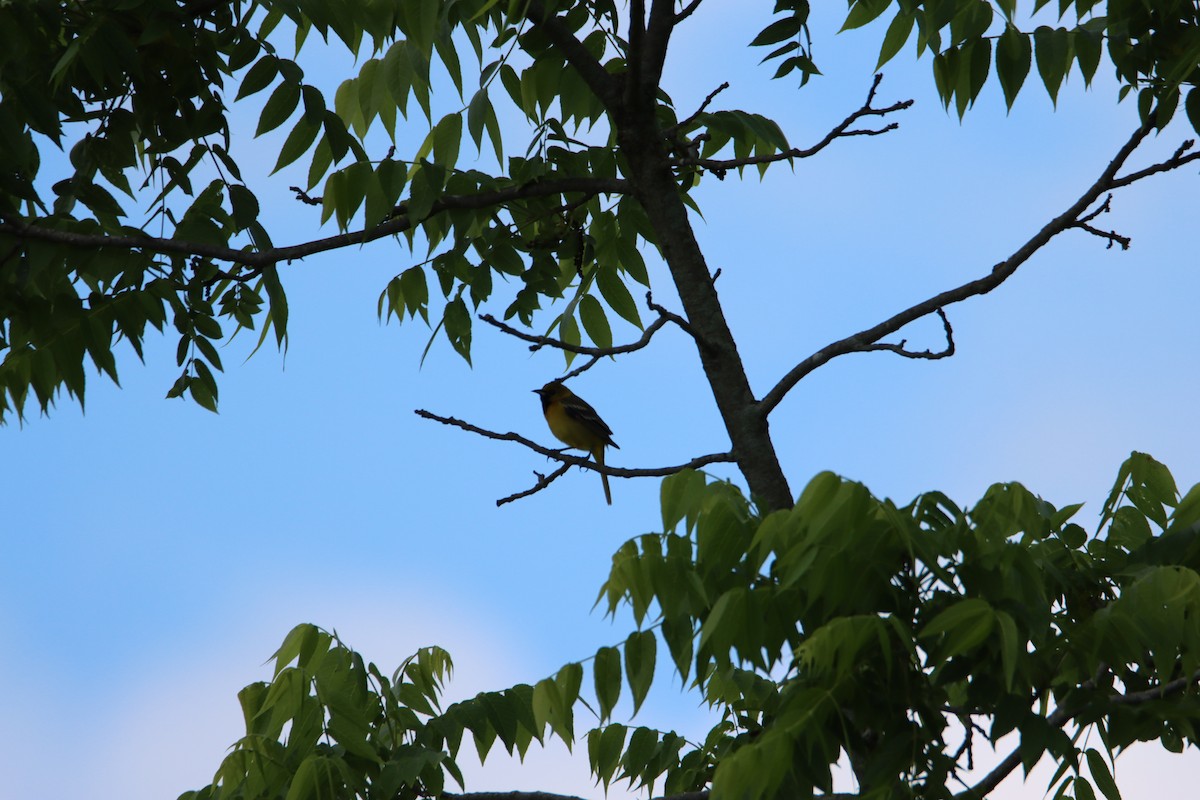 Orchard Oriole - ML619933659