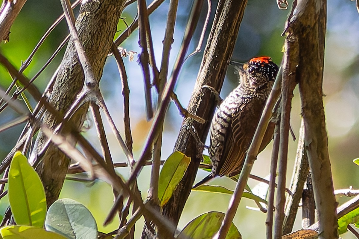 White-barred Piculet - ML619933661