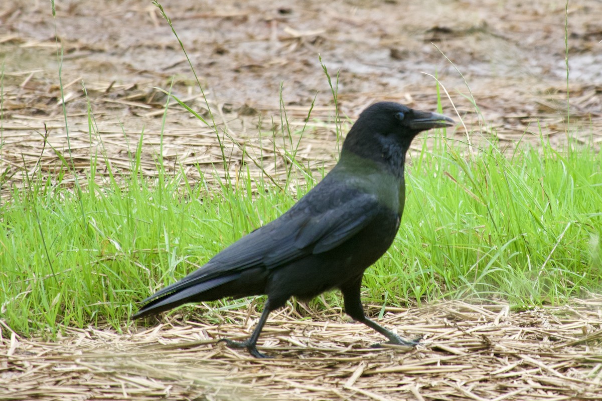 Carrion Crow - ML619933664