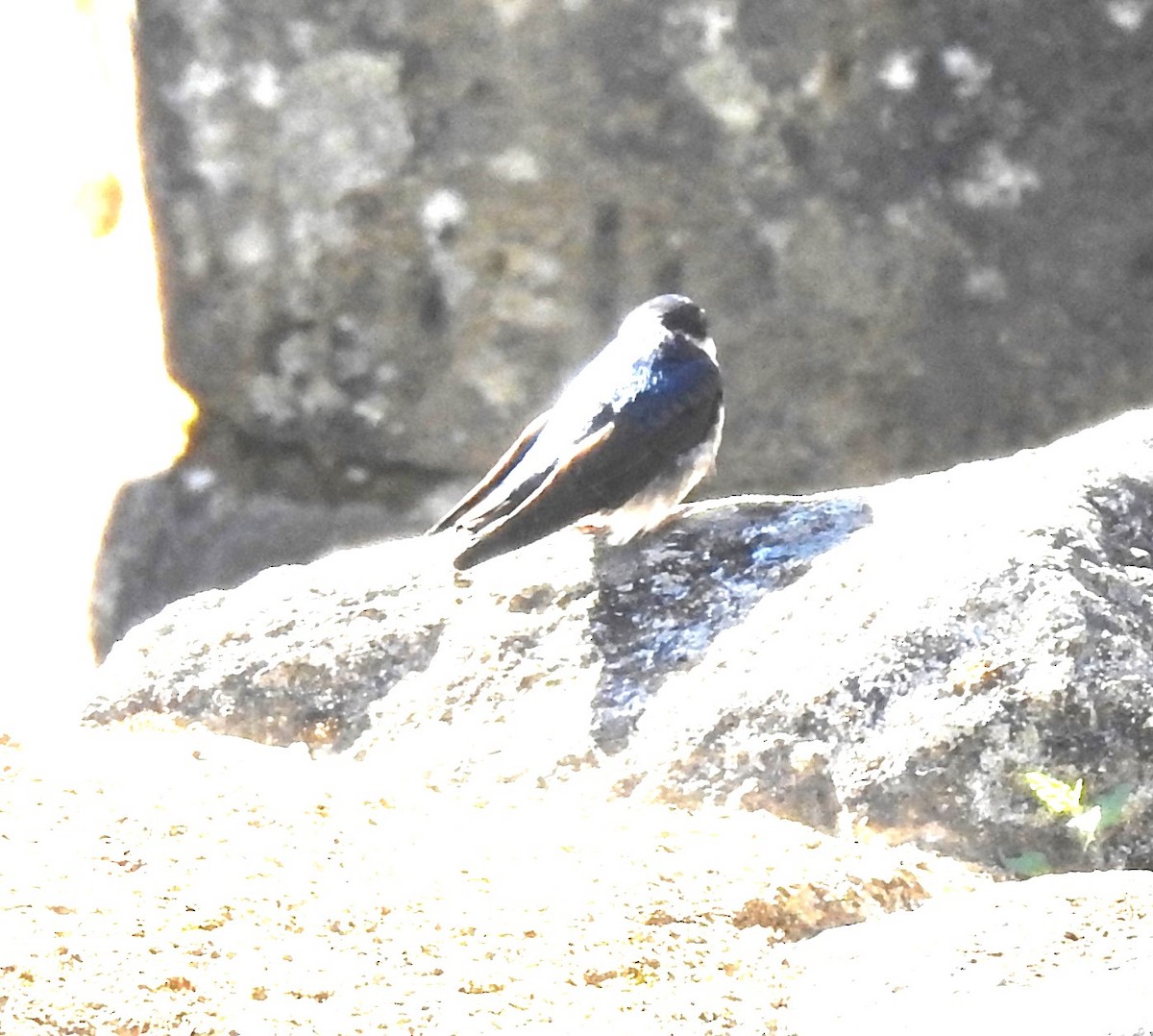Blue-and-white Swallow - ML619933677