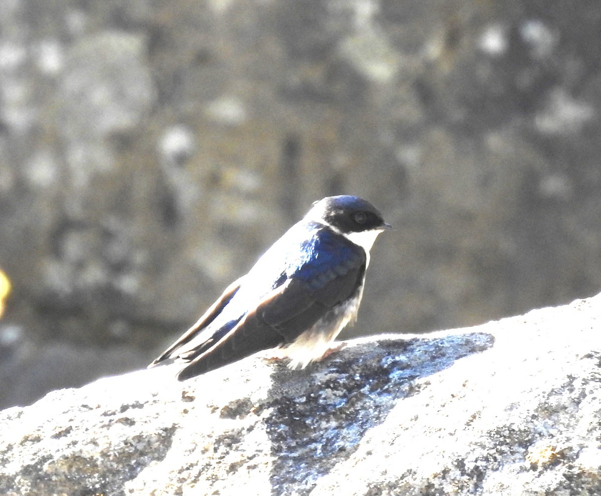 Blue-and-white Swallow - ML619933678