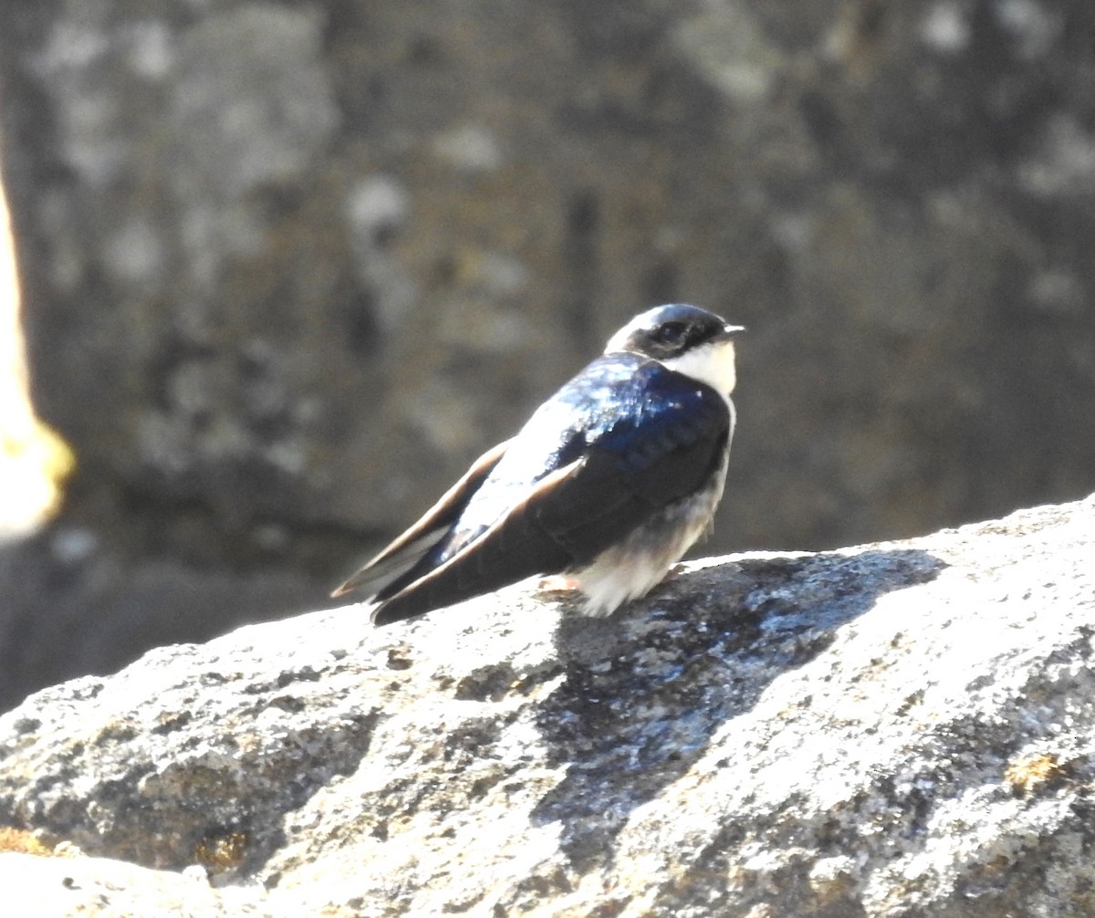 Blue-and-white Swallow - ML619933679