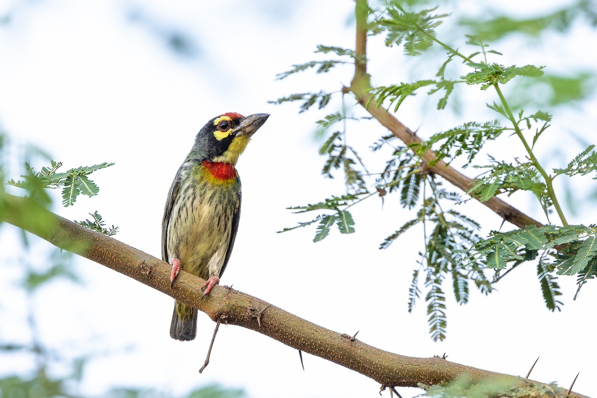 Coppersmith Barbet - Honza Grünwald