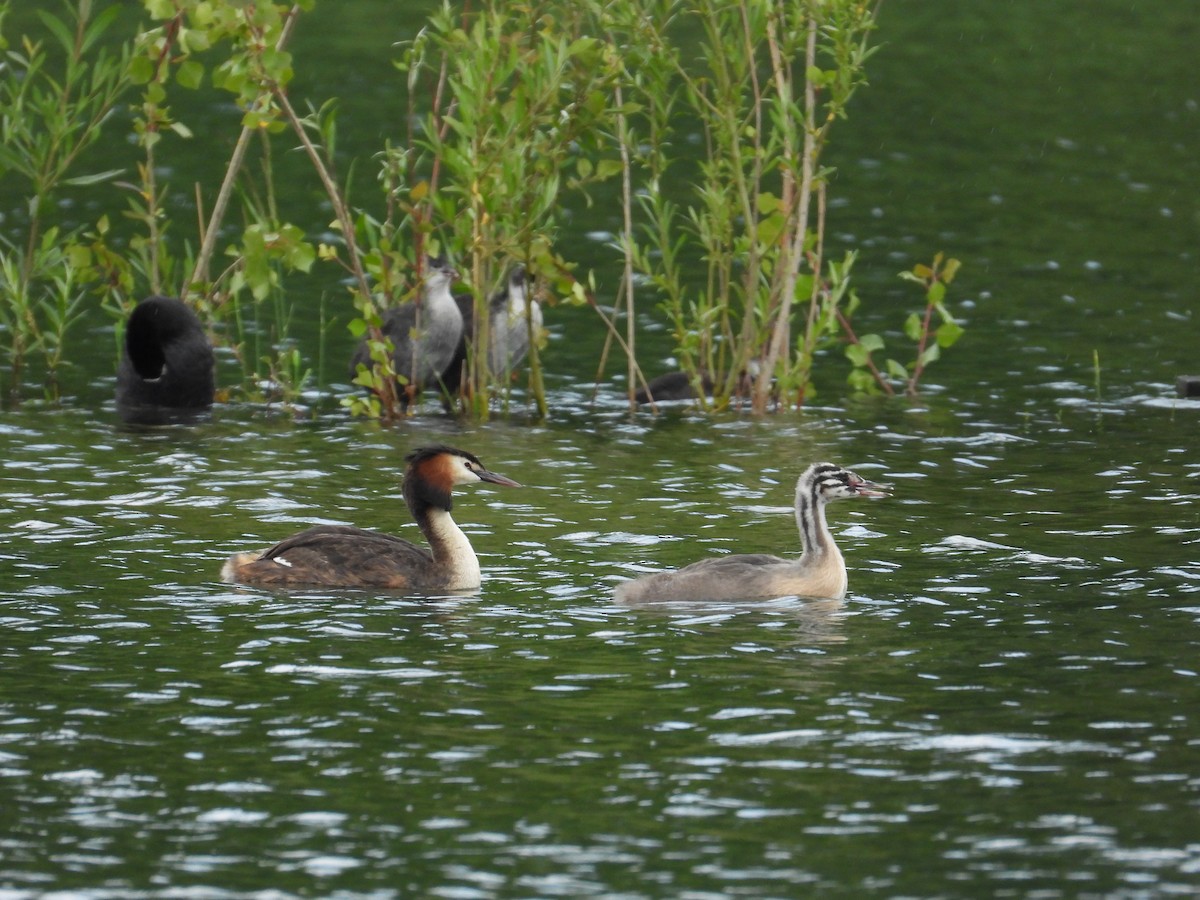 Great Crested Grebe - ML619933699