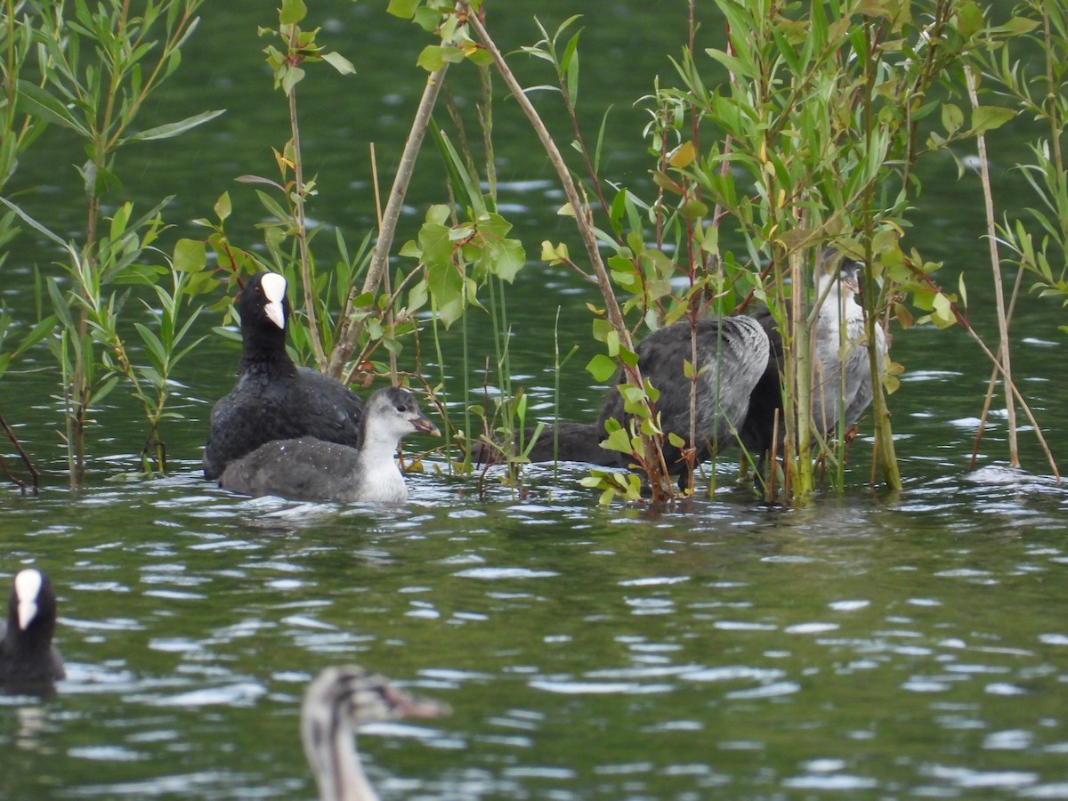 Eurasian Coot - ML619933703