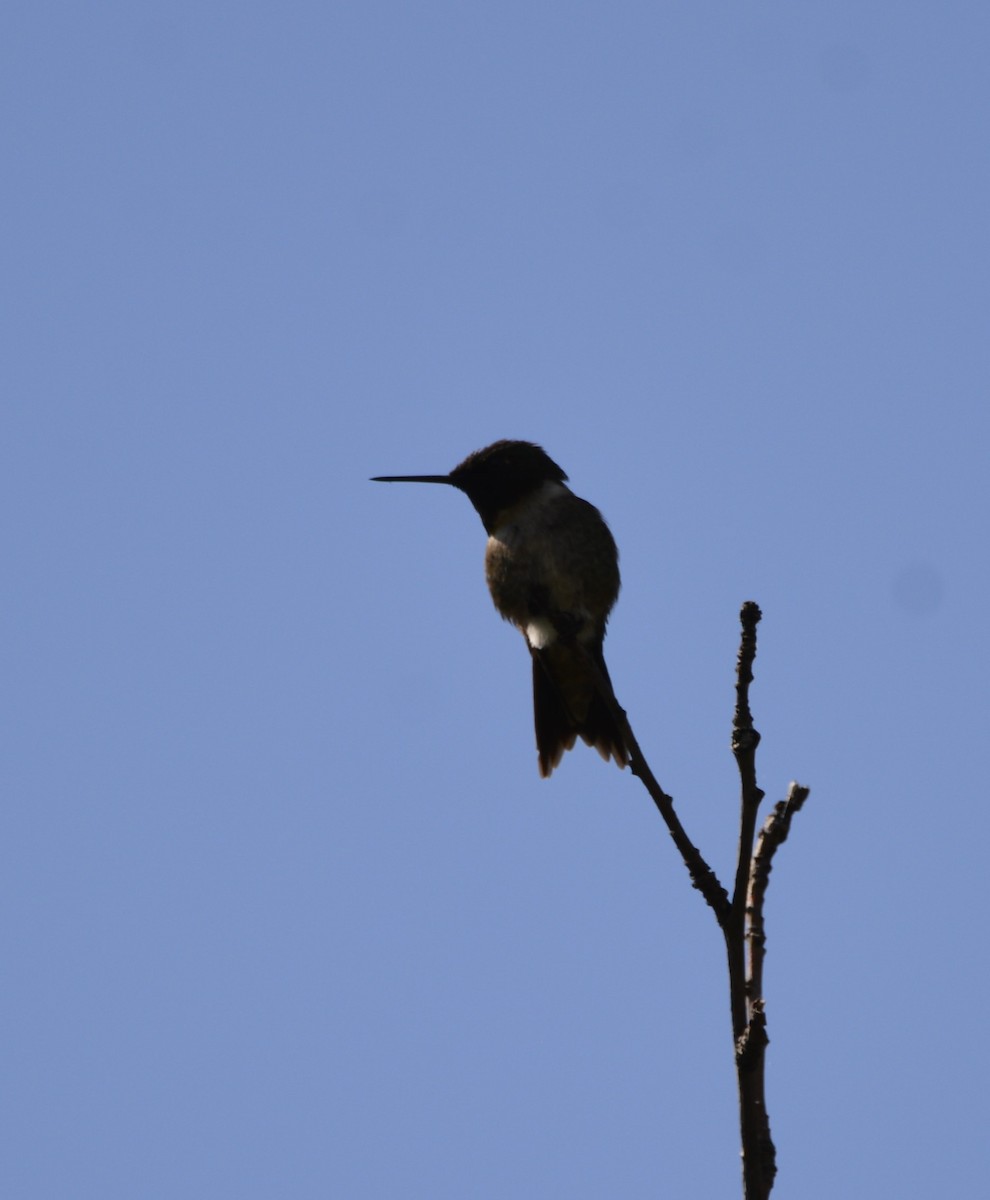 Ruby-throated Hummingbird - ML619933707