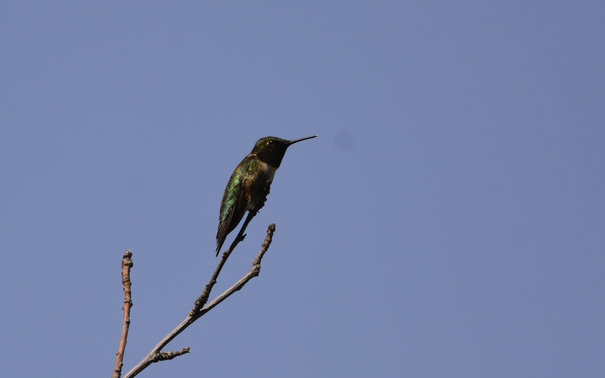 Ruby-throated Hummingbird - ML619933708