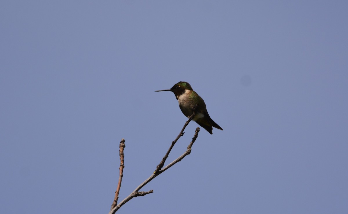 Ruby-throated Hummingbird - ML619933709