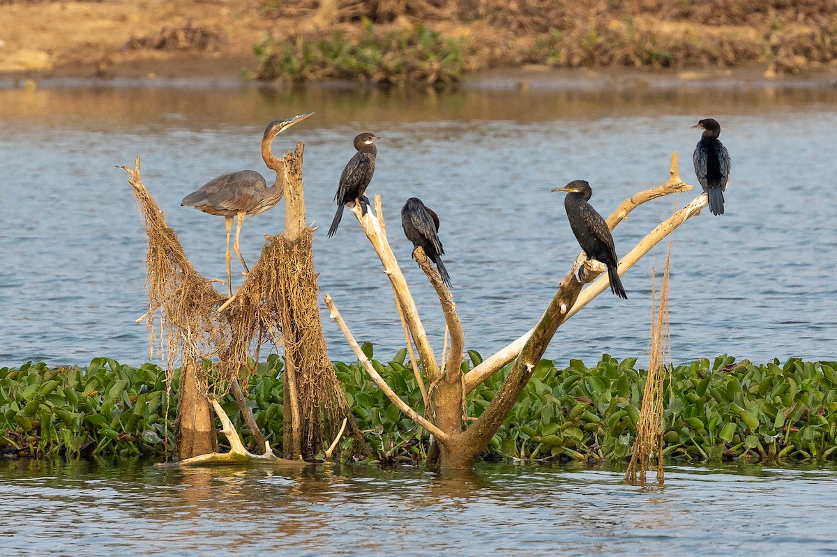 Indian Cormorant - ML619933710