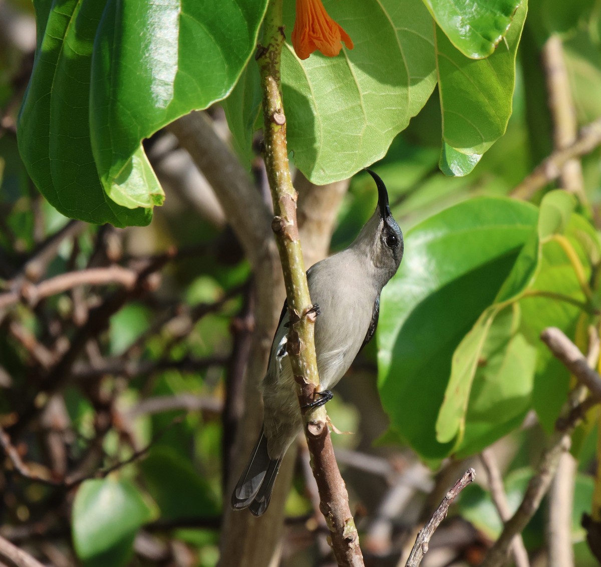 Mouse-colored Sunbird - ML619933712
