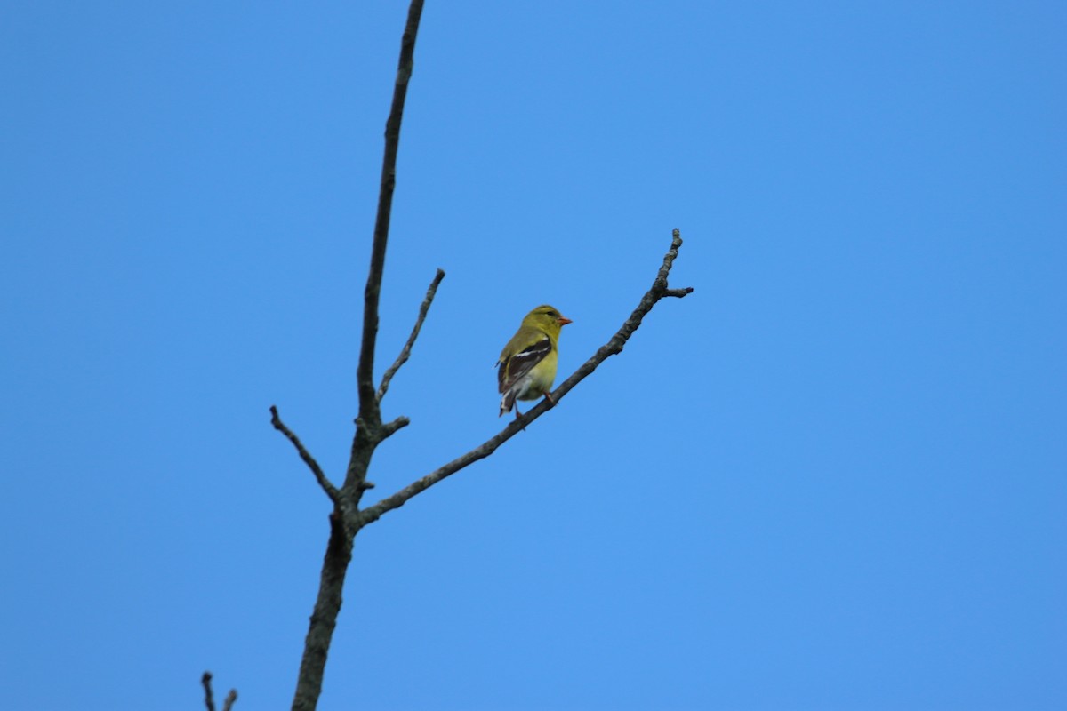 Chardonneret jaune - ML619933715