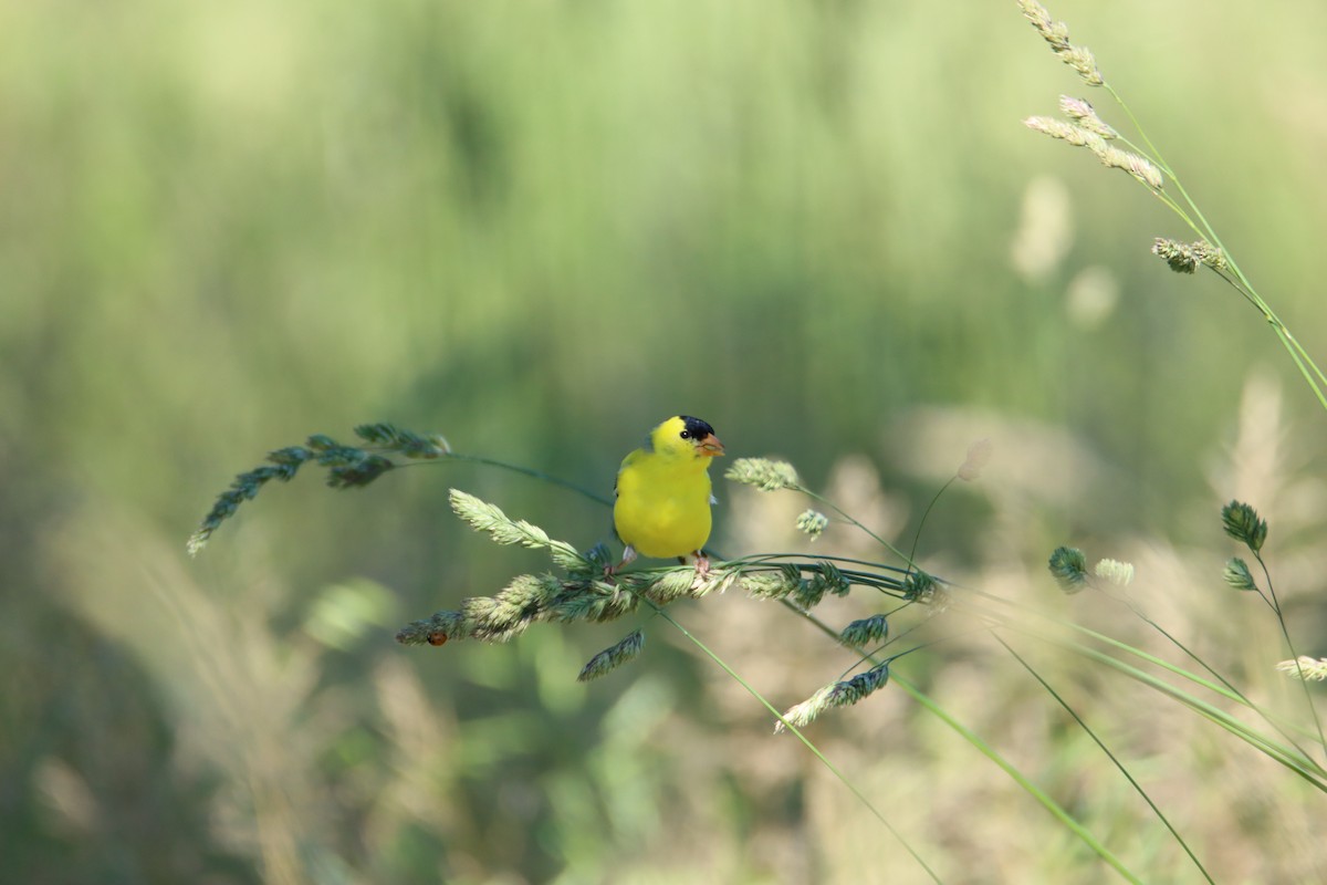 American Goldfinch - ML619933719