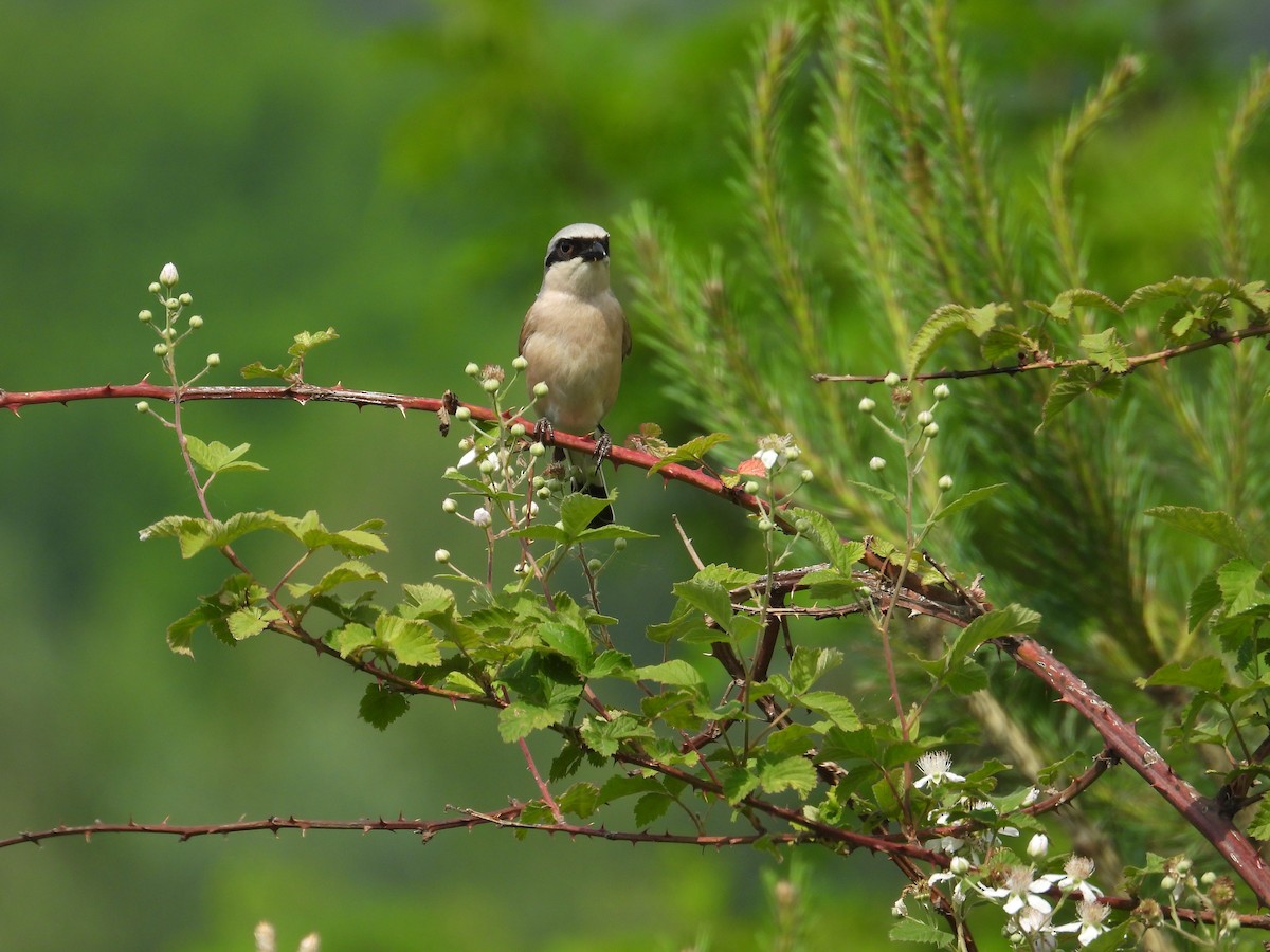 Red-backed Shrike - ML619933732