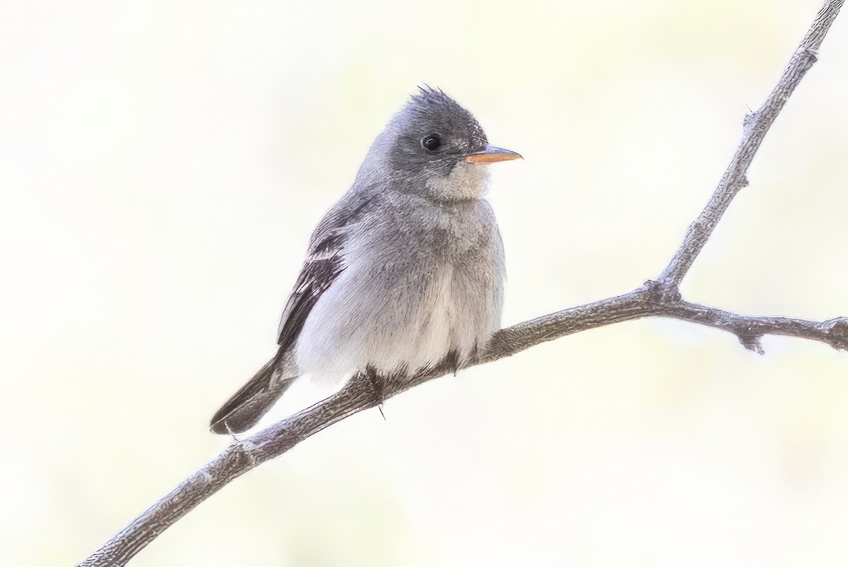 Greater Pewee - ML619933750