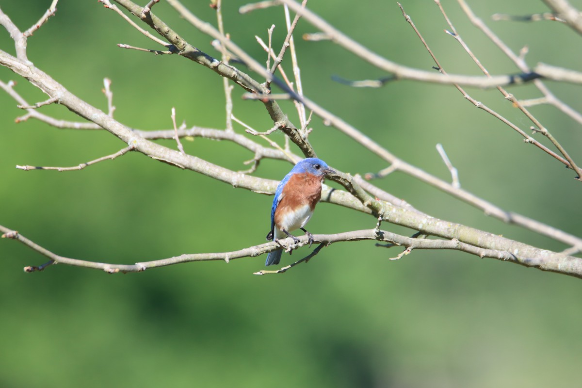 Eastern Bluebird - ML619933755