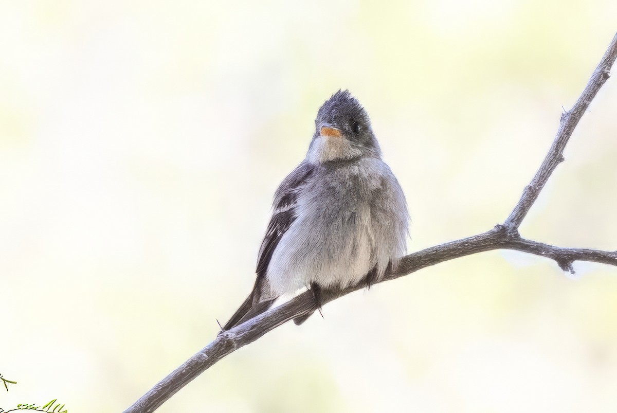 Greater Pewee - ML619933759