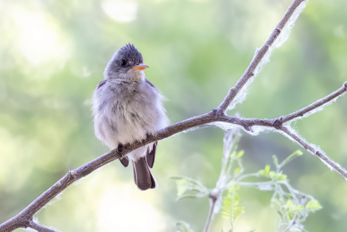 Greater Pewee - ML619933761