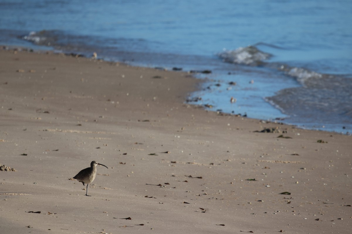 Courlis corlieu (phaeopus) - ML619933764