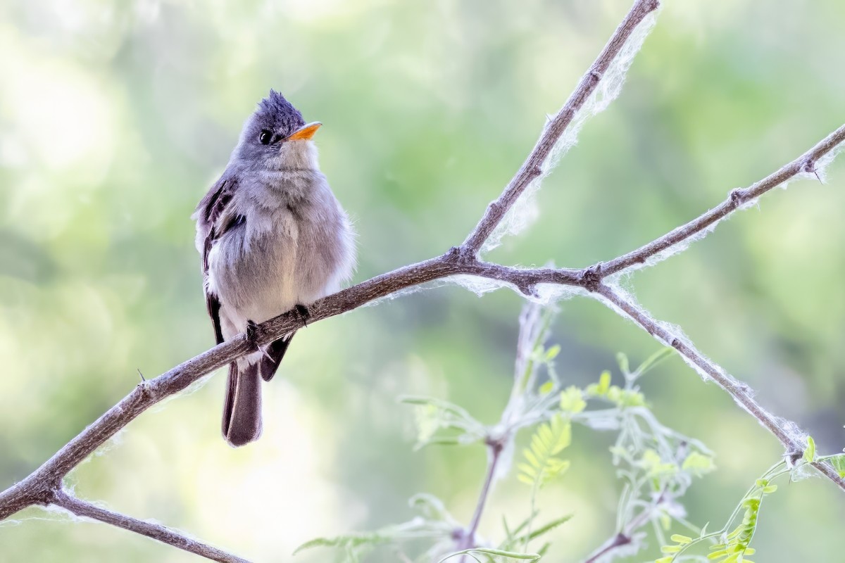 Greater Pewee - ML619933766