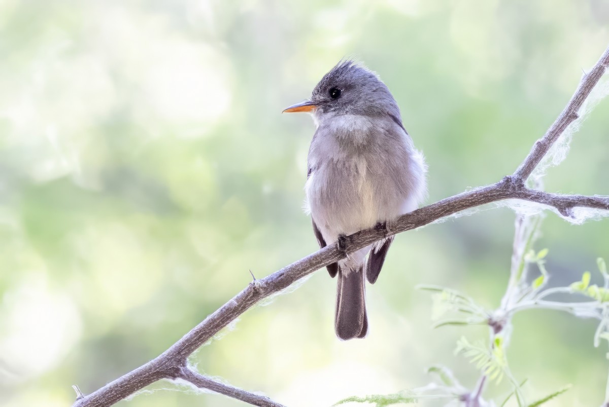 Greater Pewee - ML619933768
