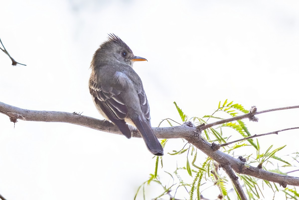 Greater Pewee - ML619933770