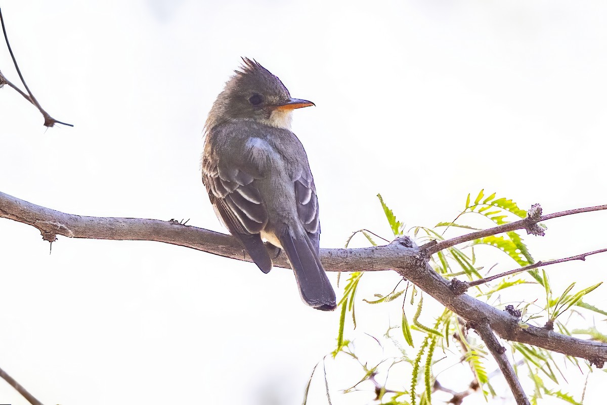 Greater Pewee - ML619933776