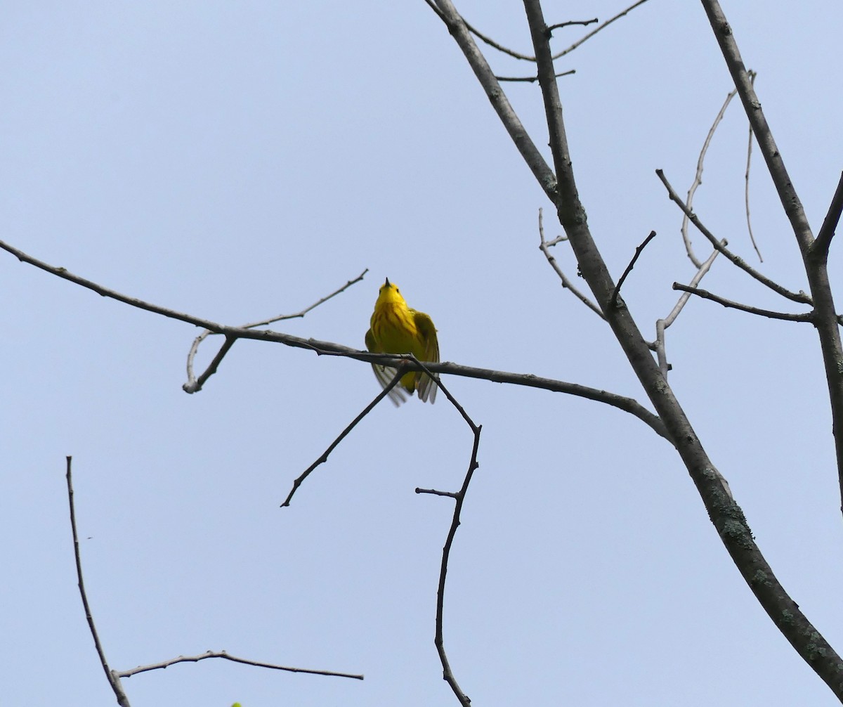 Yellow Warbler - ML619933791