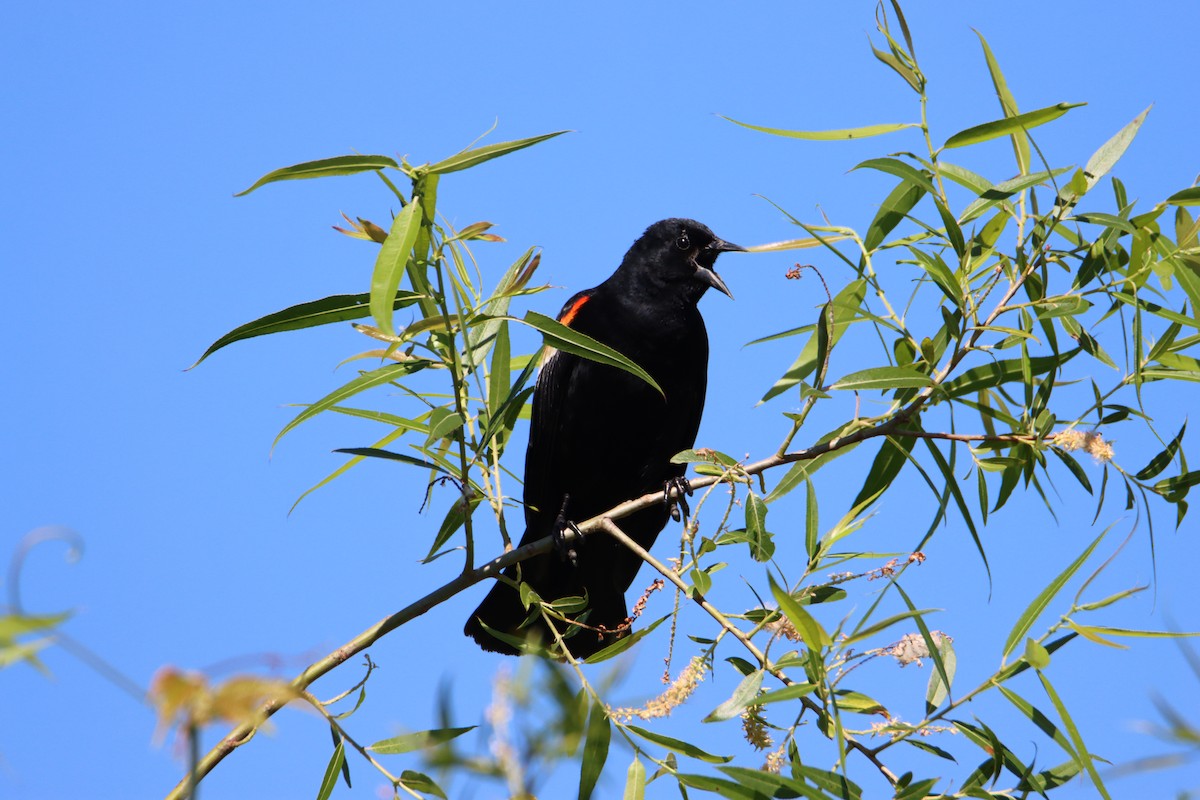 Red-winged Blackbird - ML619933796