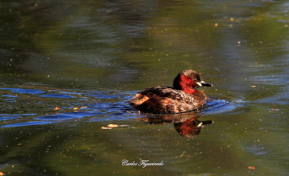 Little Grebe - ML619933798