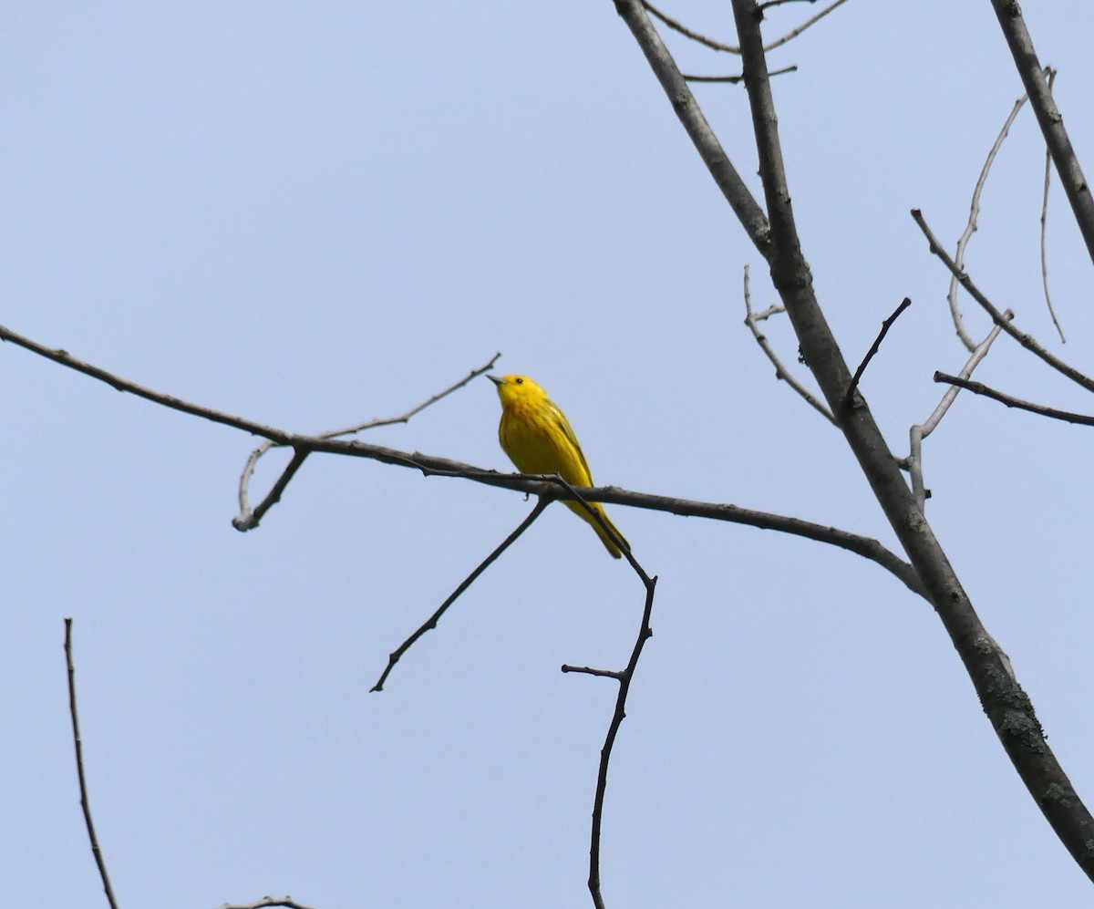 Yellow Warbler - ML619933800