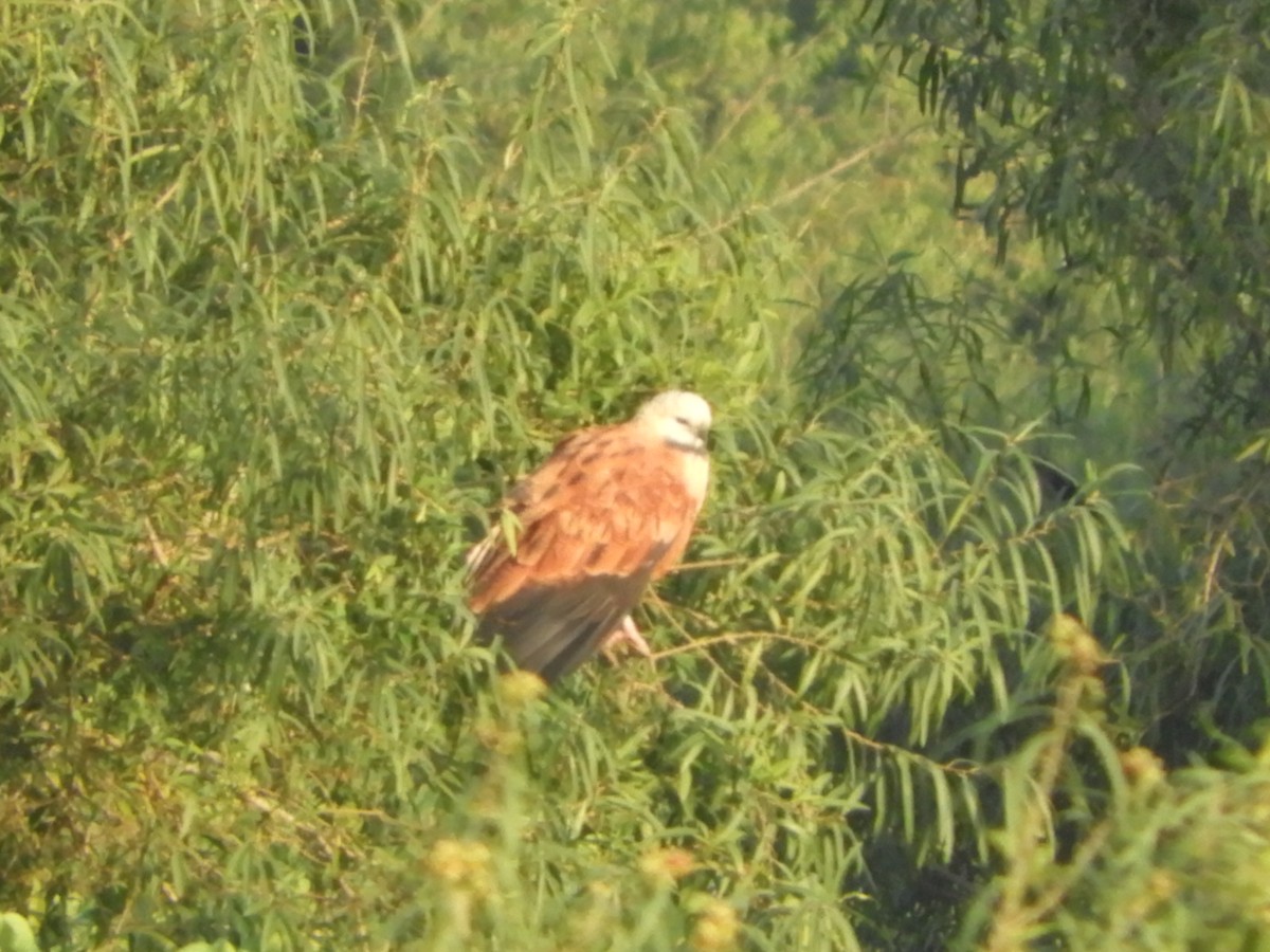 Black-collared Hawk - ML619933815