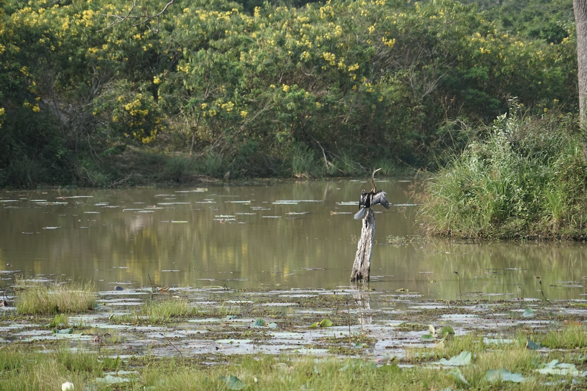 Oriental Darter - ML619933821