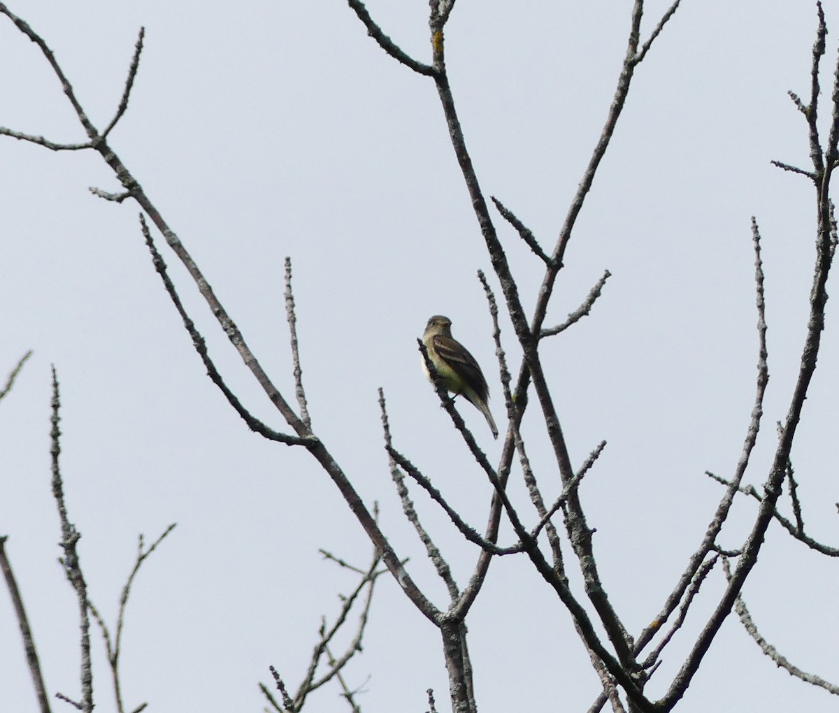 Alder Flycatcher - ML619933832