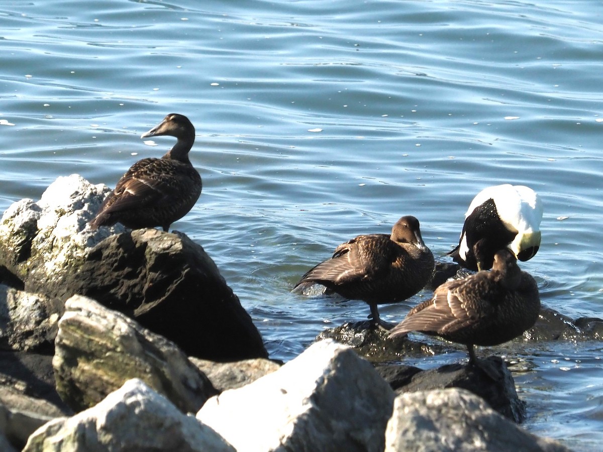 Common Eider - ML619933833