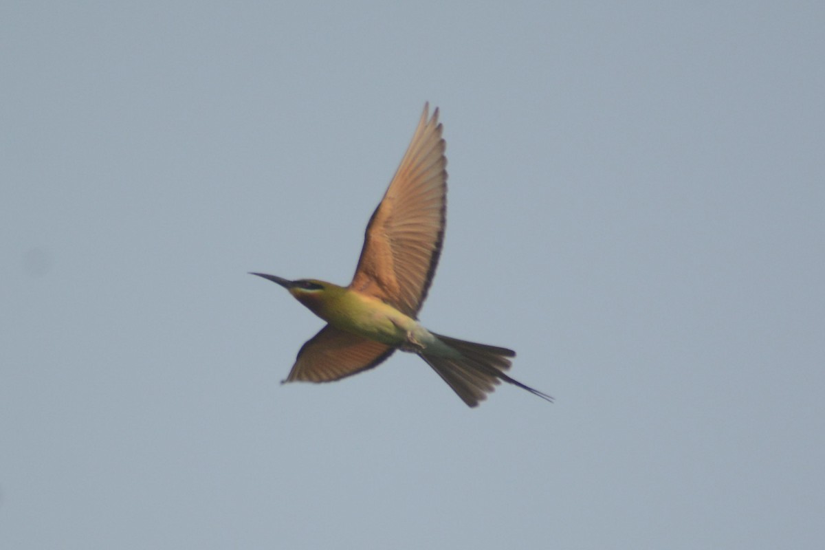 Blue-tailed Bee-eater - ML619933838