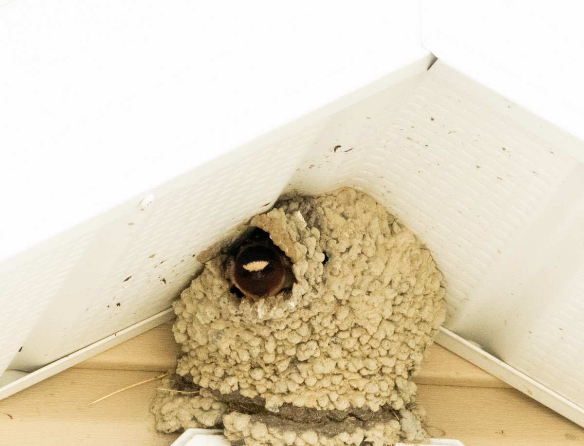 Cliff Swallow - ML619933845