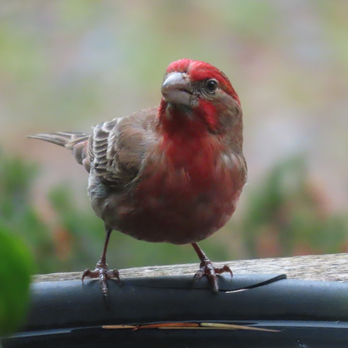 House Finch - ML619933846