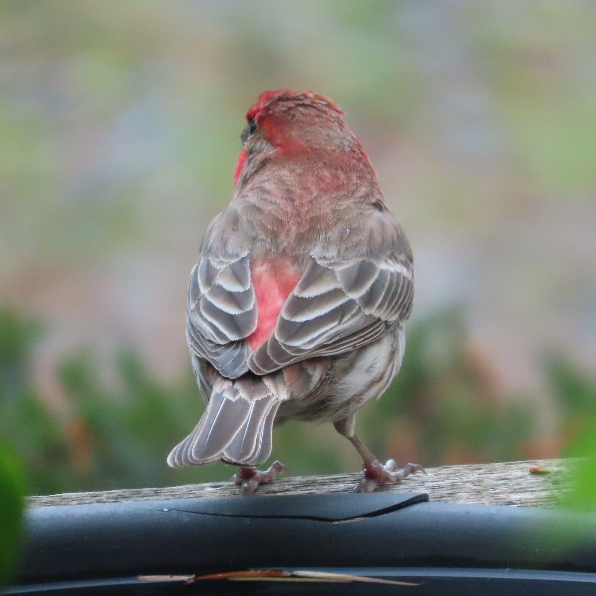 House Finch - ML619933847