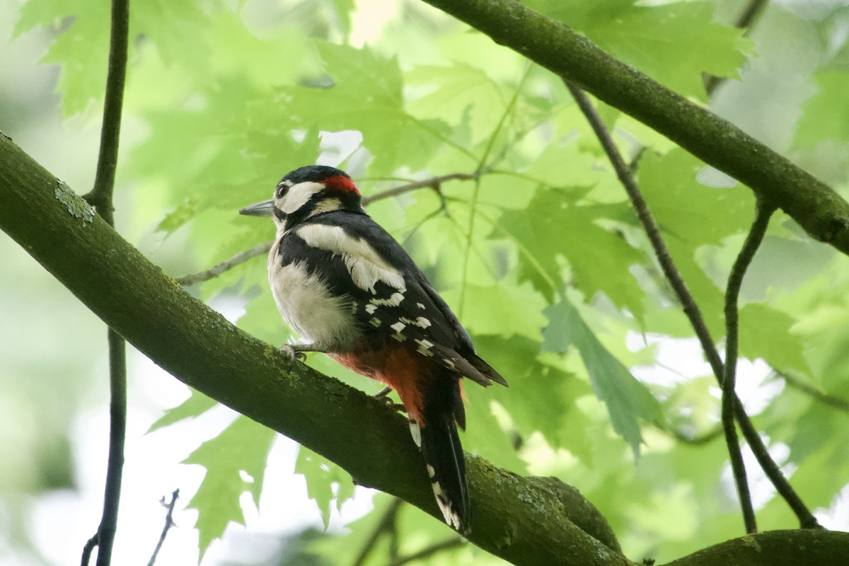 Great Spotted Woodpecker - ML619933866