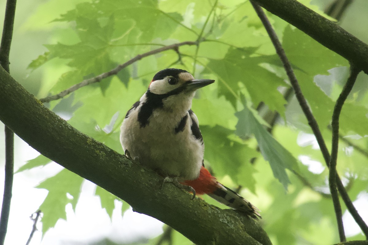 Great Spotted Woodpecker - ML619933867