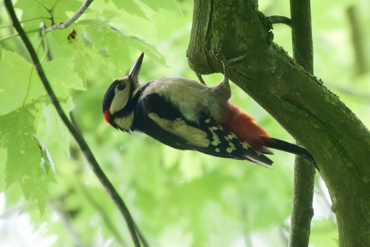 Great Spotted Woodpecker - ML619933868