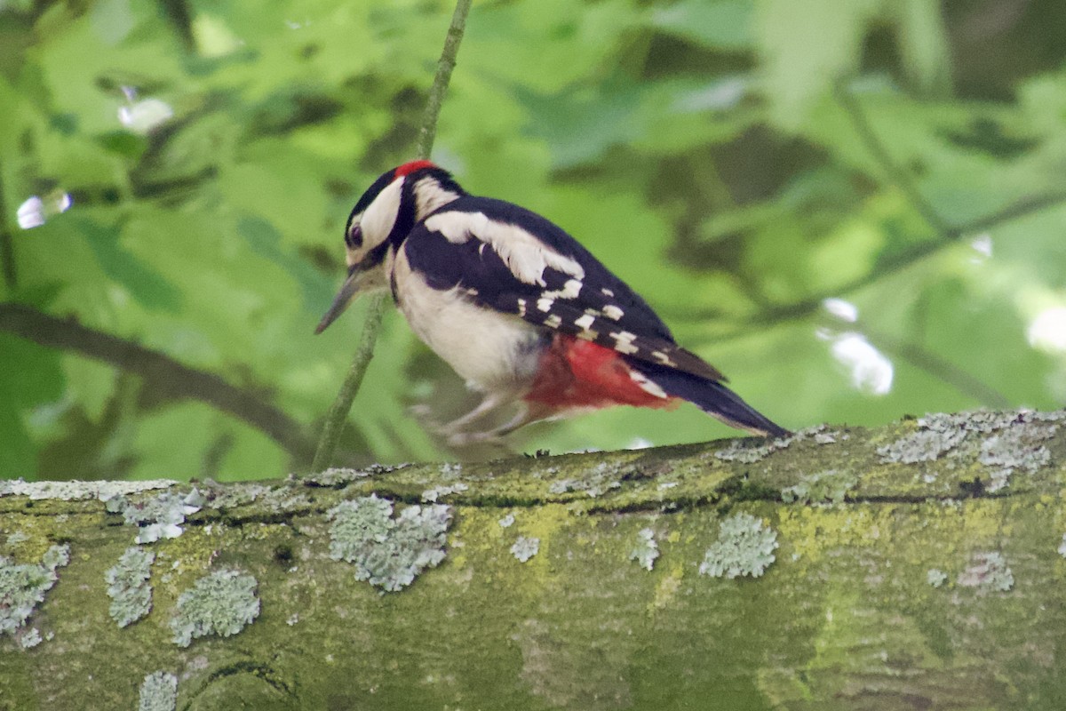 Great Spotted Woodpecker - ML619933869