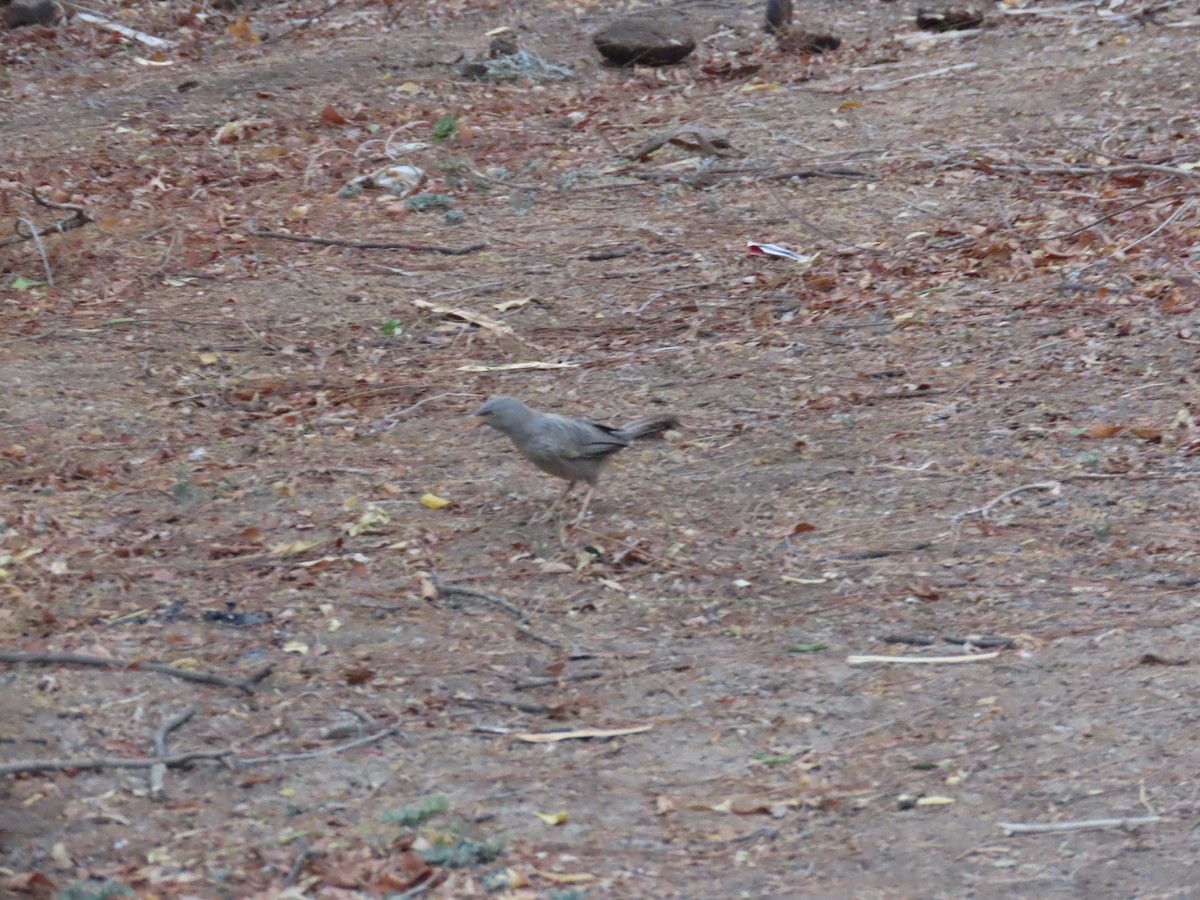 Rock Pigeon (Feral Pigeon) - ML619933874