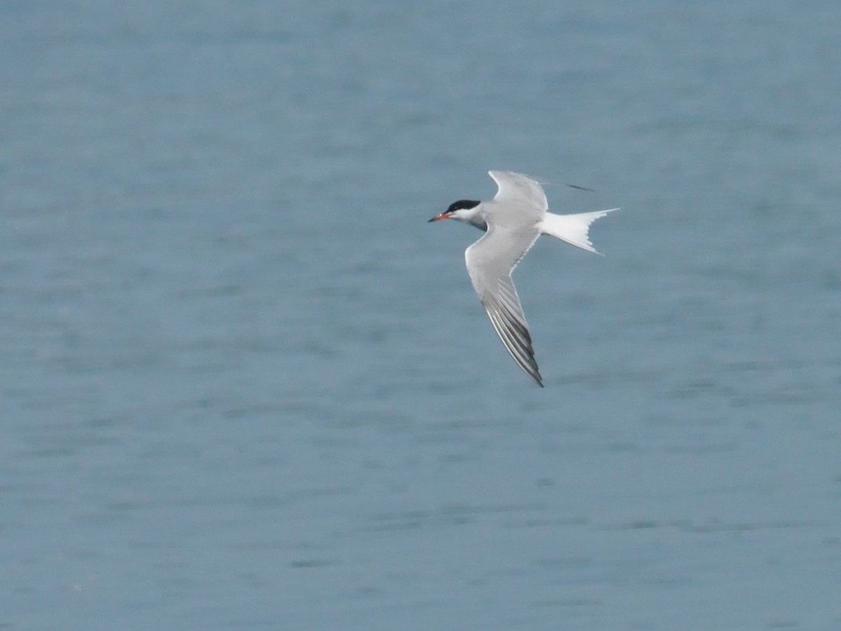 Common Tern - ML619933877