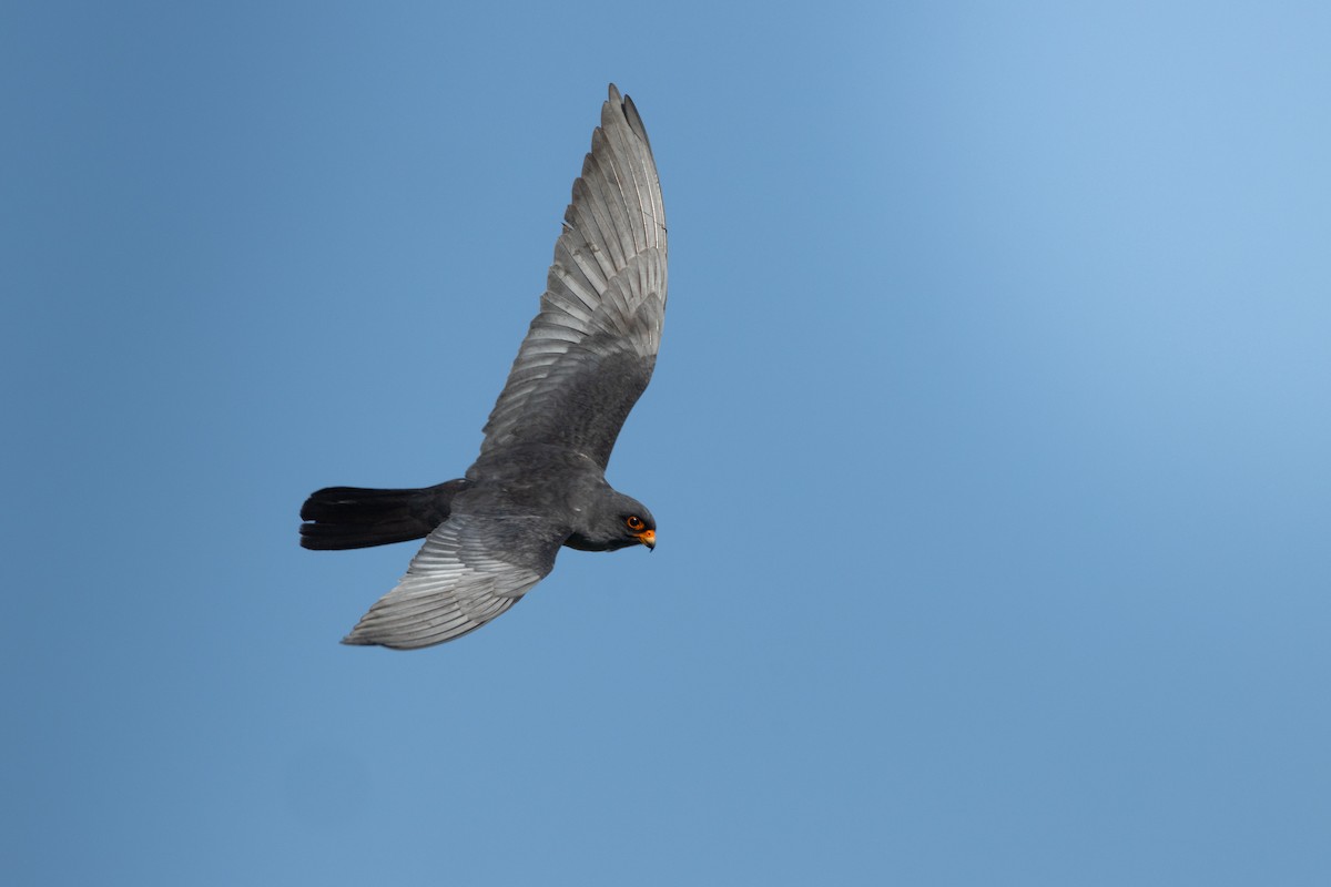 Red-footed Falcon - ML619933909