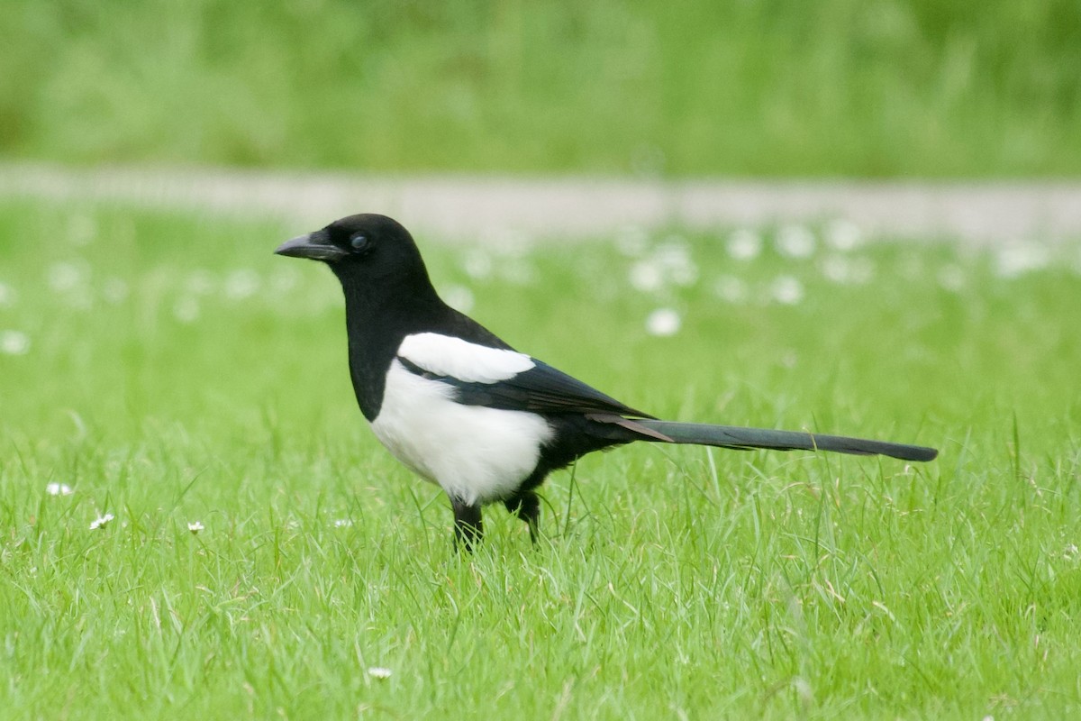 Eurasian Magpie - ML619933912